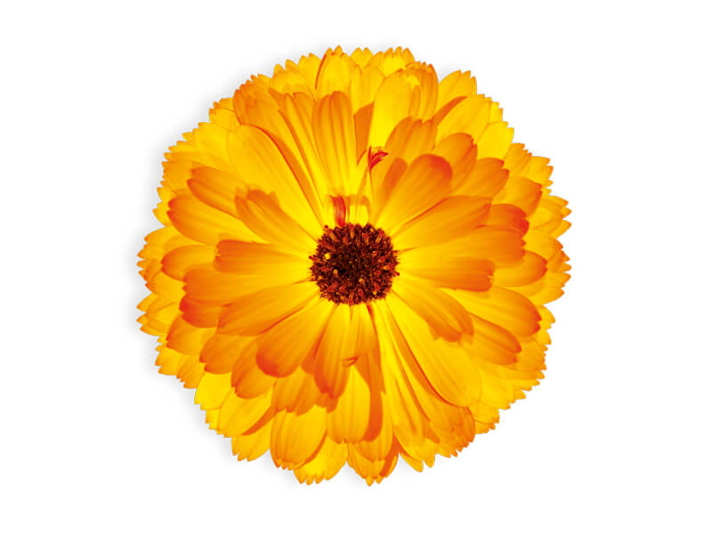 Le Calendula bio